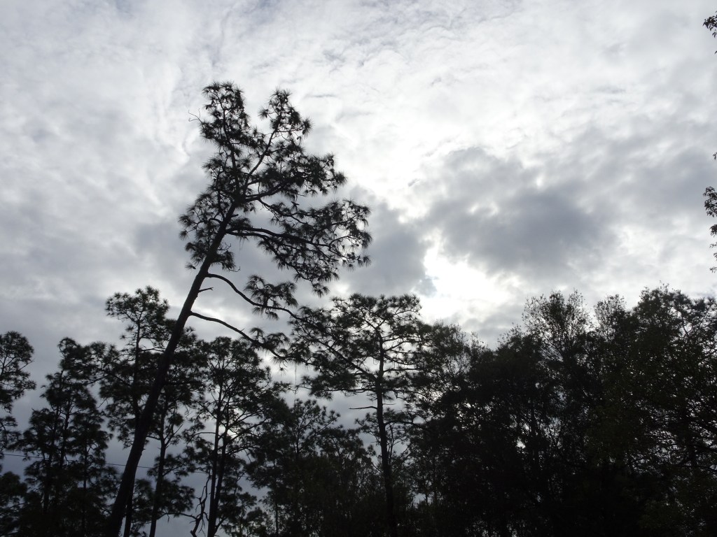 A picture of a tree line in my backyard, taken with a Sony Cyber-shot camera. Credit: Edgar Zapata, zapatatalksnasa.com