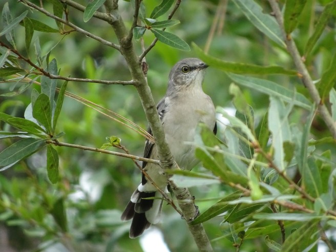 Mockingbird. Backyard, East Orlando FL, Sony Cybershot DSC-HX90V. 2021-08-24, Credit: Edgar Zapata, zapatatalksnasa.com