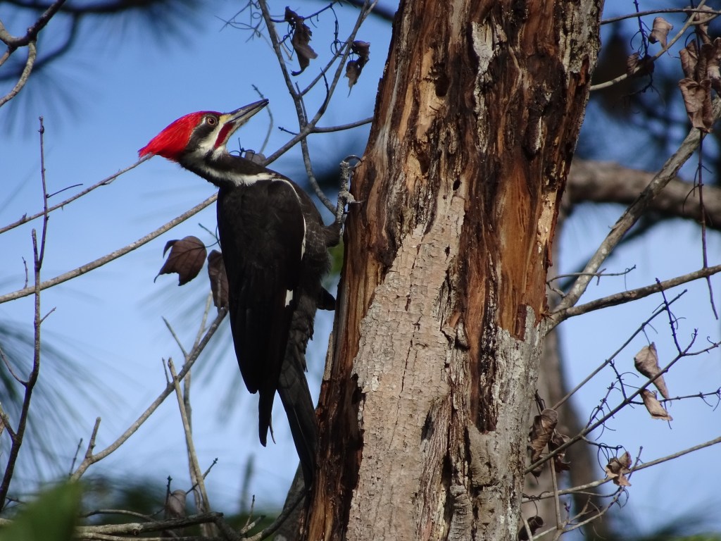 Our local Pileated Woodpecker was at it all afternoon. We were able to get pretty close without scaring him away. Perhaps he is getting used to us? We have decided to name him Perseverance. 2022-02-02, Credit: Edgar Zapata, zapatatalksnasa.com