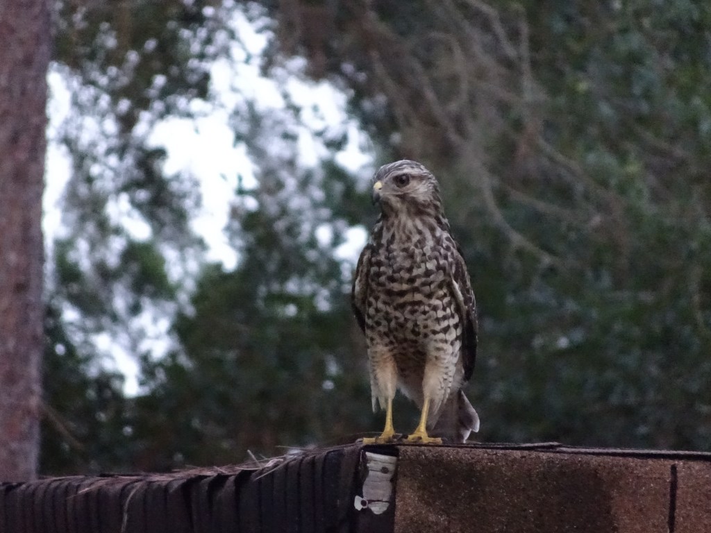 One of the many hawks in our neighborhood, East Orlando FL, 2022-08-09. Credit: Edgar Zapata, zapatatalksnasa.com