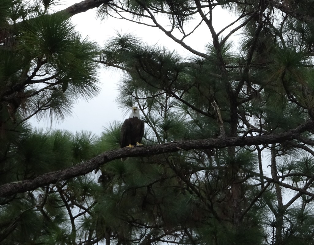 We finally got a picture of the Bald Eagle last spotted in February. Not sure if male or female? East Orlando FL, 2022-09-21. Credit: Edgar Zapata, zapatatalksnasa.com