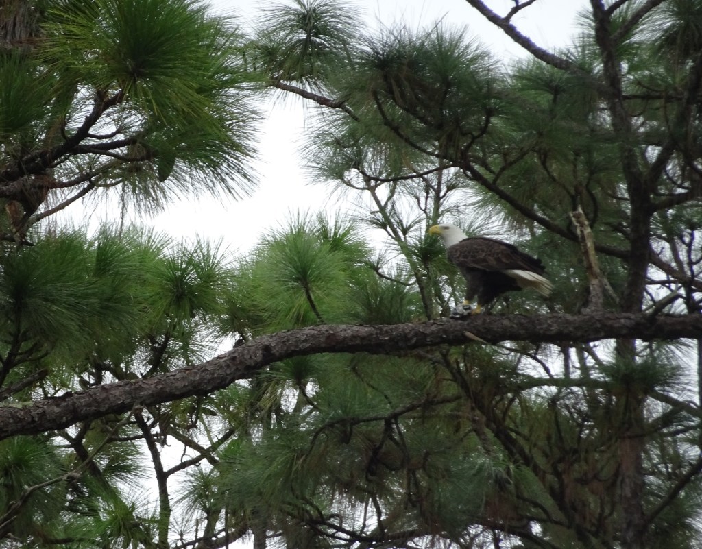We finally got a picture of the Bald Eagle last spotted in February. Not sure if male or female? East Orlando FL, 2022-09-21. Credit: Edgar Zapata, zapatatalksnasa.com